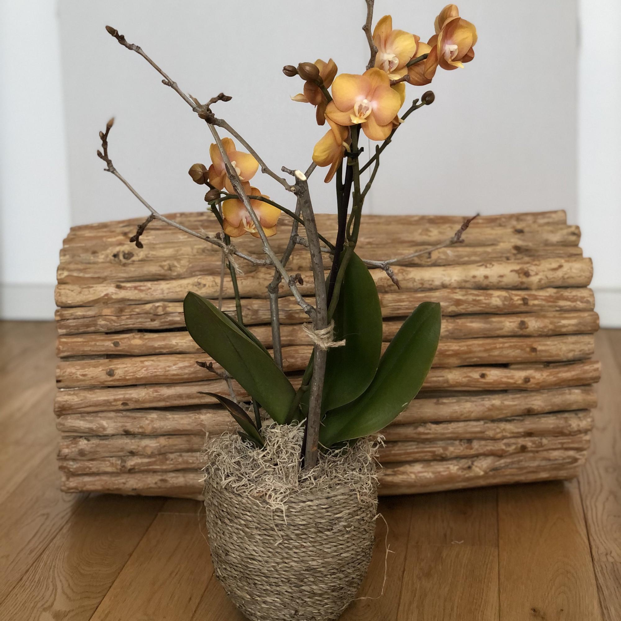 orchidee art qui pousse sanary